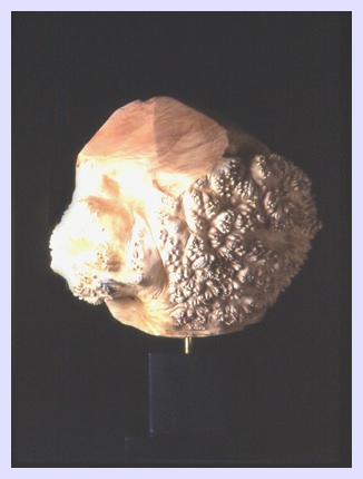 Enlarged photo of Prickly Burl