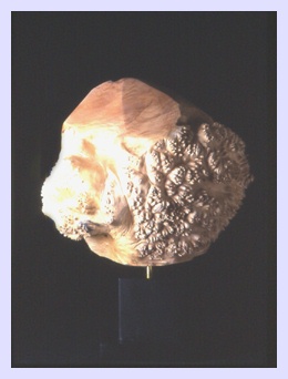 Prickly Burl.  Click on this image for enlargement and measurements